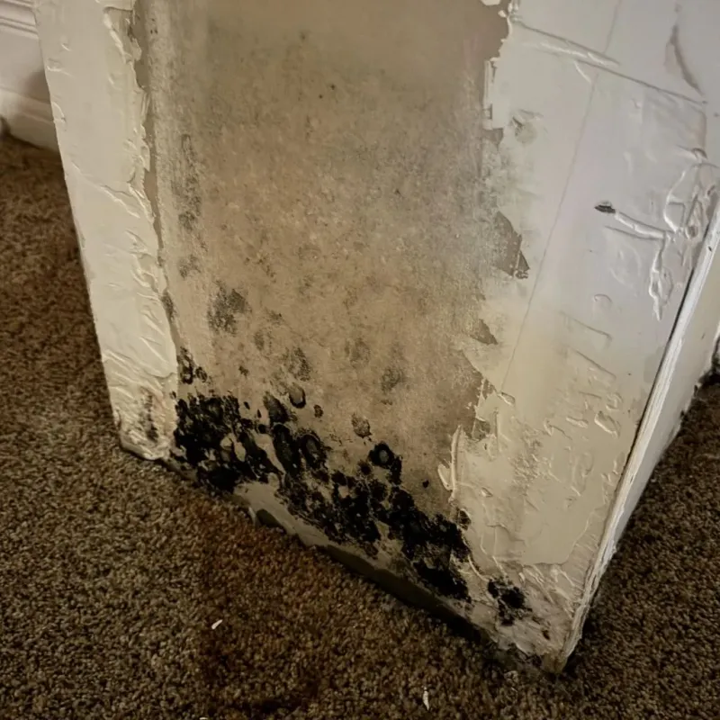 Professional Mold Removal in El Dorado Springs, MO
